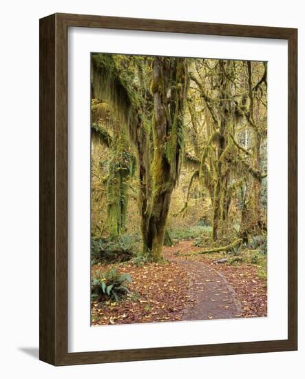 Hoh Rain Forest, Olympic National Park, Washington State, Usa-Gerry Reynolds-Framed Photographic Print