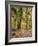 Hoh Rain Forest, Olympic National Park, Washington State, Usa-Gerry Reynolds-Framed Photographic Print