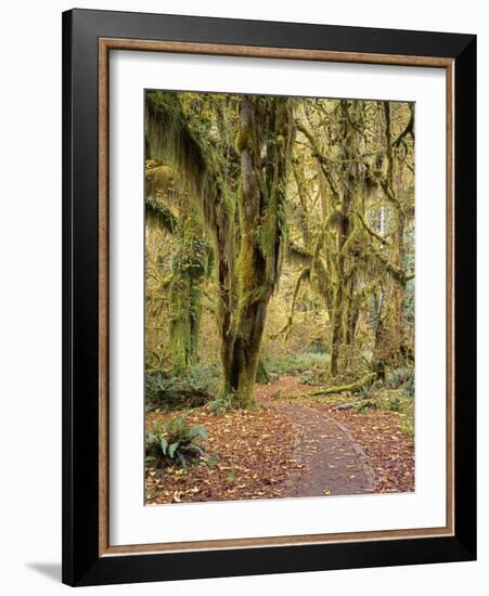Hoh Rain Forest, Olympic National Park, Washington State, Usa-Gerry Reynolds-Framed Photographic Print