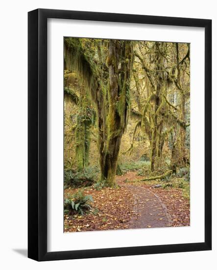 Hoh Rain Forest, Olympic National Park, Washington State, Usa-Gerry Reynolds-Framed Photographic Print