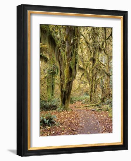 Hoh Rain Forest, Olympic National Park, Washington State, Usa-Gerry Reynolds-Framed Photographic Print