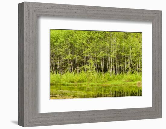 Hoh Rain Forest, Panoramic View of White Alders Reflected in Pond-Ann Collins-Framed Photographic Print