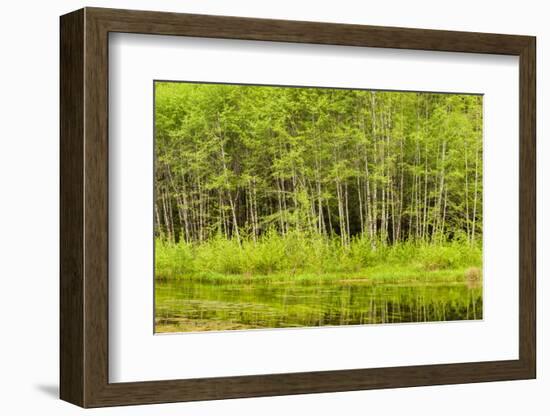 Hoh Rain Forest, Panoramic View of White Alders Reflected in Pond-Ann Collins-Framed Photographic Print