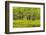 Hoh Rain Forest, Panoramic View of White Alders Reflected in Pond-Ann Collins-Framed Photographic Print