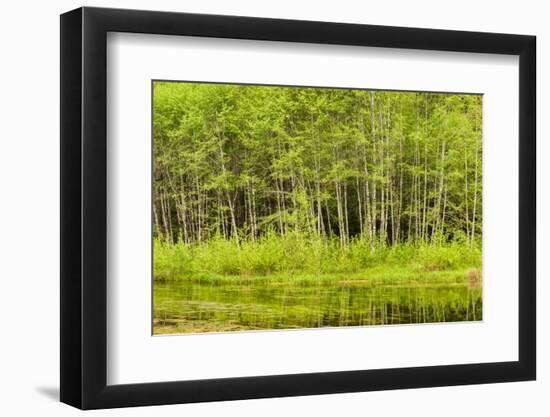 Hoh Rain Forest, Panoramic View of White Alders Reflected in Pond-Ann Collins-Framed Photographic Print