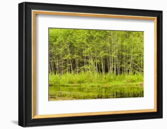 Hoh Rain Forest, Panoramic View of White Alders Reflected in Pond-Ann Collins-Framed Photographic Print