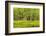 Hoh Rain Forest, Panoramic View of White Alders Reflected in Pond-Ann Collins-Framed Photographic Print