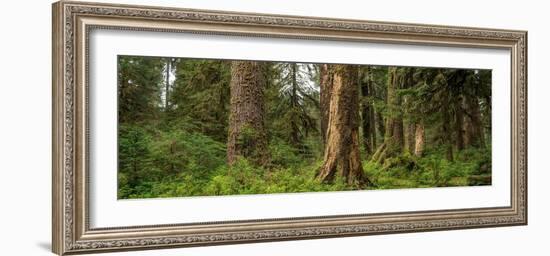 Hoh Rainforest Olympic N P-Steve Gadomski-Framed Photographic Print
