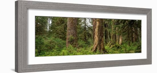 Hoh Rainforest Olympic N P-Steve Gadomski-Framed Photographic Print