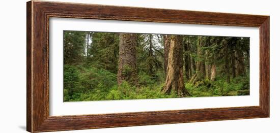 Hoh Rainforest Olympic N P-Steve Gadomski-Framed Photographic Print