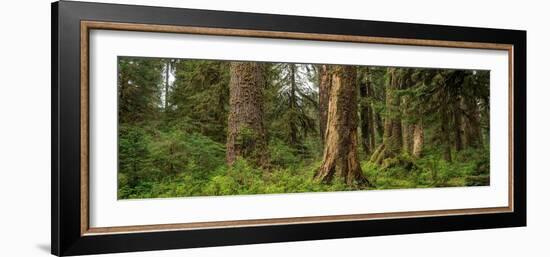 Hoh Rainforest Olympic N P-Steve Gadomski-Framed Photographic Print