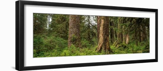 Hoh Rainforest Olympic N P-Steve Gadomski-Framed Photographic Print