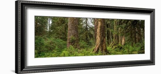 Hoh Rainforest Olympic N P-Steve Gadomski-Framed Photographic Print