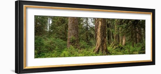 Hoh Rainforest Olympic N P-Steve Gadomski-Framed Photographic Print