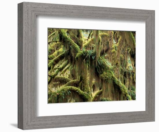 Hoh Rainforest, Olympic National Park, Washington, USA-Art Wolfe-Framed Photographic Print