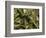 Hoh Rainforest, Olympic National Park, Washington, USA-Art Wolfe-Framed Photographic Print