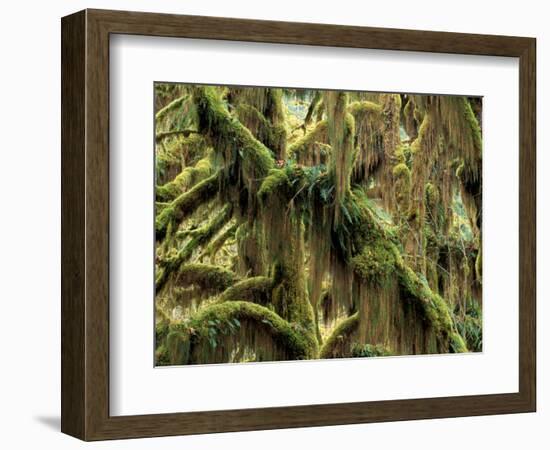 Hoh Rainforest, Olympic National Park, Washington, USA-Art Wolfe-Framed Photographic Print