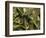 Hoh Rainforest, Olympic National Park, Washington, USA-Art Wolfe-Framed Photographic Print