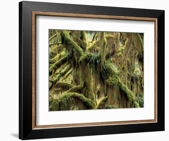 Hoh Rainforest, Olympic National Park, Washington, USA-Art Wolfe-Framed Photographic Print