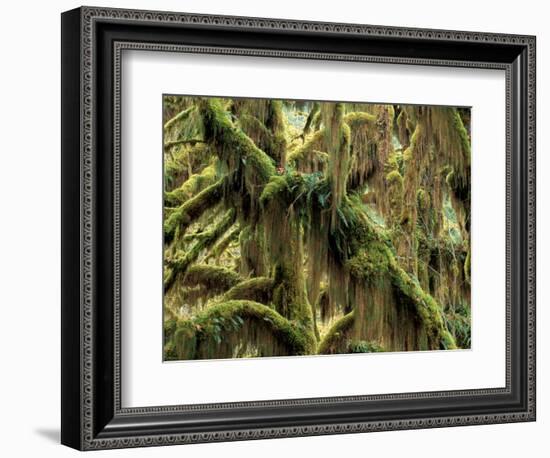 Hoh Rainforest, Olympic National Park, Washington, USA-Art Wolfe-Framed Photographic Print