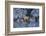 Hohenschwangau Castle near Schwangau, Allgau, Bavaria, Germany, Europe-Hans-Peter Merten-Framed Photographic Print