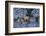 Hohenschwangau Castle near Schwangau, Allgau, Bavaria, Germany, Europe-Hans-Peter Merten-Framed Photographic Print