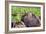 Hohokam Petroglyph-Douglas Taylor-Framed Photo