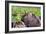 Hohokam Petroglyph-Douglas Taylor-Framed Photo