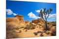 Photographic Print