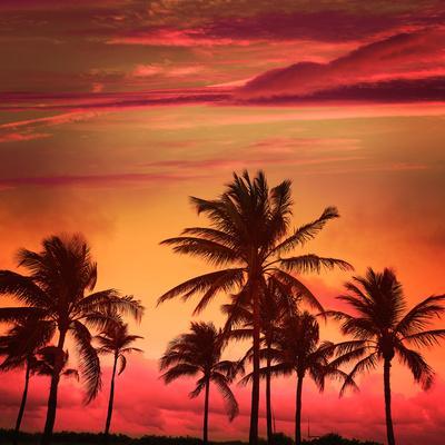 Miami Beach South Beach Sunset Palm Trees in Ocean Drive Florida