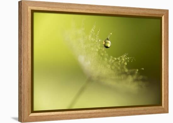 Hold on !-Heidi Westum-Framed Premier Image Canvas