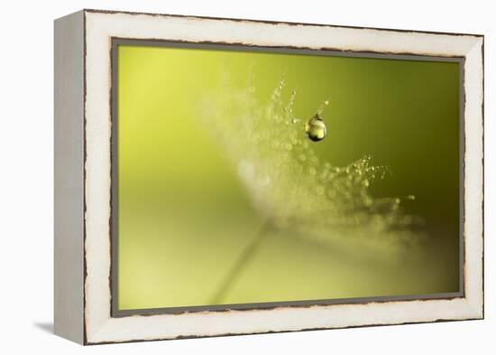 Hold on !-Heidi Westum-Framed Premier Image Canvas