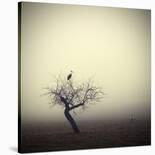 the day of the Raven-holger droste-Photographic Print