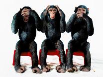 Three chimpanzees-Holger Scheibe-Premium Photographic Print