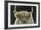 Holiday Highlander BW-James Wiens-Framed Art Print