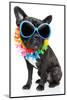 Holiday Summer Dog-Javier Brosch-Mounted Photographic Print