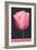 Holland, Michigan, Pink Tulip-null-Framed Art Print