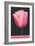 Holland, Michigan, Pink Tulip-null-Framed Art Print