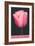 Holland, Michigan, Pink Tulip-null-Framed Art Print