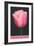 Holland, Michigan, Pink Tulip-null-Framed Art Print