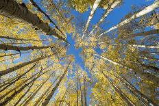 USA, Colorado, Crested Butte. Looking up at the Aspen trees-Hollice Looney-Photographic Print