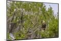 Premium Photographic Print