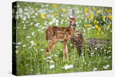 Deer Canvas Wall Art: Prints & Paintings