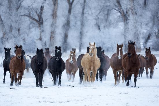 Premium Photographic Print, , large