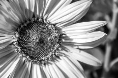 Black & White Sunflower-Hollie Davenport-Photographic Print