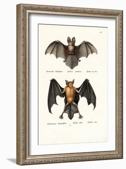 Hollow-Faced Bat, 1824-Karl Joseph Brodtmann-Framed Giclee Print