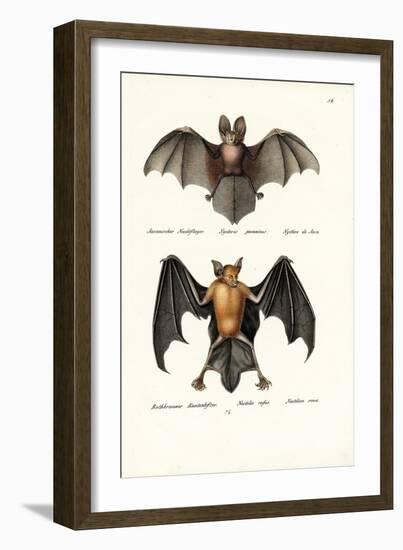 Hollow-Faced Bat, 1824-Karl Joseph Brodtmann-Framed Giclee Print