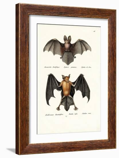 Hollow-Faced Bat, 1824-Karl Joseph Brodtmann-Framed Giclee Print