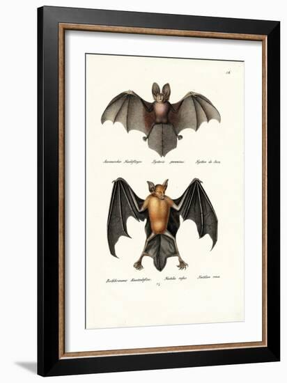 Hollow-Faced Bat, 1824-Karl Joseph Brodtmann-Framed Giclee Print