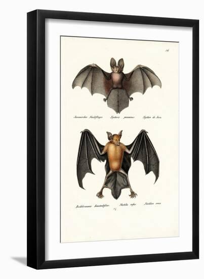 Hollow-Faced Bat, 1824-Karl Joseph Brodtmann-Framed Giclee Print